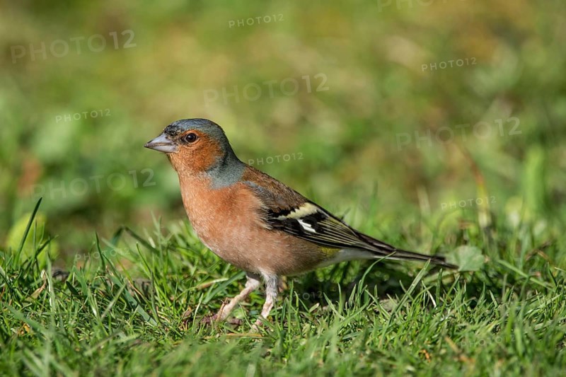 Chaffinch (Fringilla coelebs) male on green grass, natural and spring-like atmosphere, Baden-Württemberg, Germany