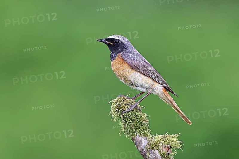 Redstart (Phoenicurus phoenicurus), male on a mossy branch, songbird, wildlife, Siegerland, North Rhine-Westphalia, Germany