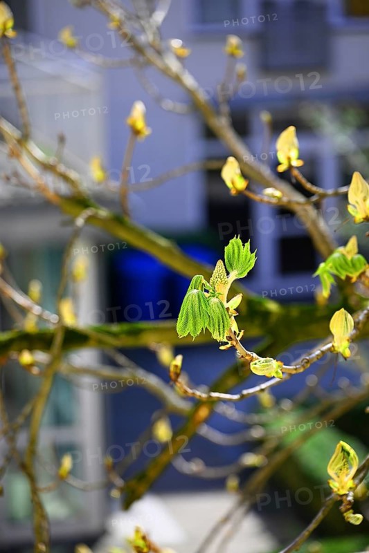 Young shoots of a chestnut, common horse chestnut, white horse chestnut, common horse chestnut (Aesculus hippocastanum) in spring