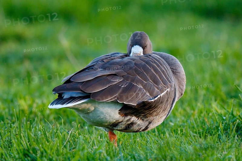Greater White-fronted Goose (Anser albifrons) resting, North Rhine-Westphalia, Germany