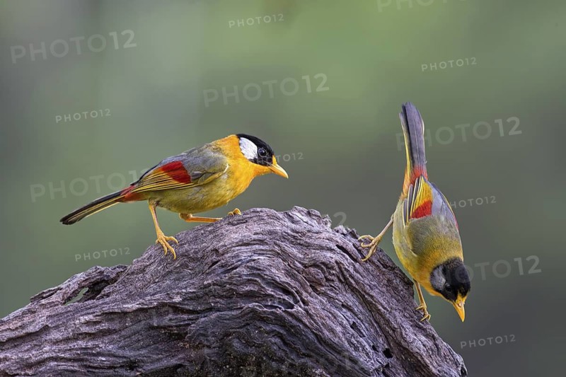 Silver-eared Mesia (Leiothrix argentauris) pair, Selangor, Malaysia