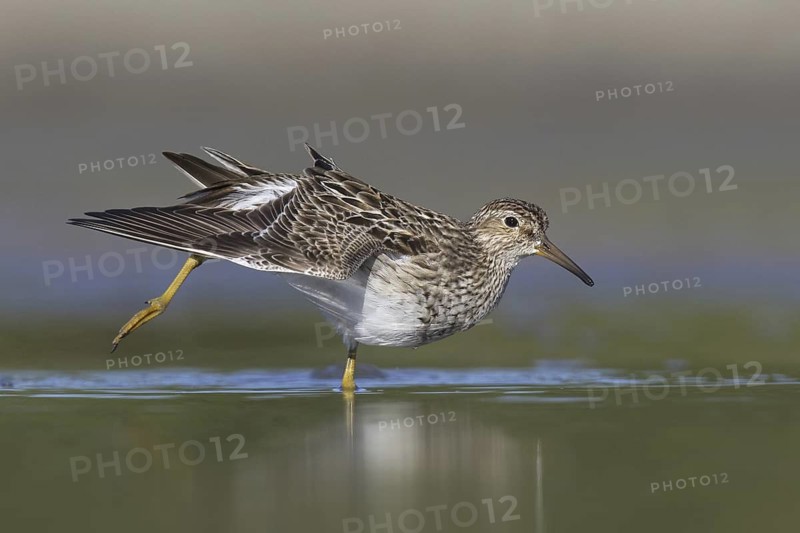 Pectoral Sandpiper (Calidris melanotos) juvenile, Michigan, USA