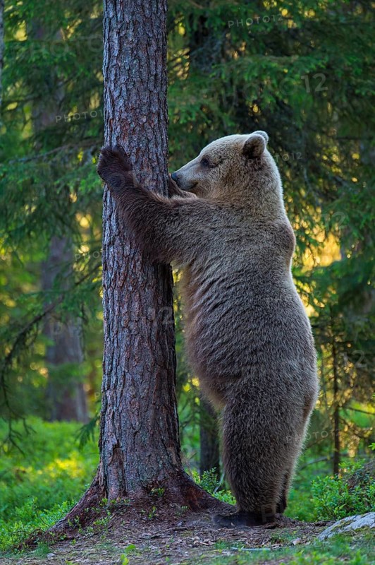 Eurasian Brown Bear (Ursus arctos) standing at tree in forest, Finland