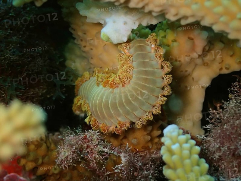 Orange fireworm (Eurythoe complanata)