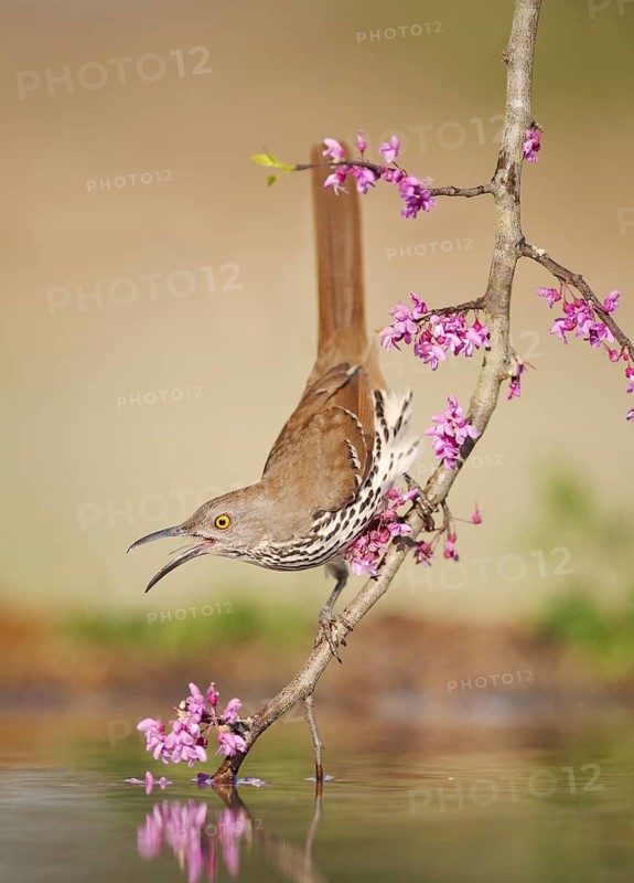 Long-billed Thrasher (Toxostoma longirostre) calling, perched on a flowering branch at a waterhole, Texas, USA