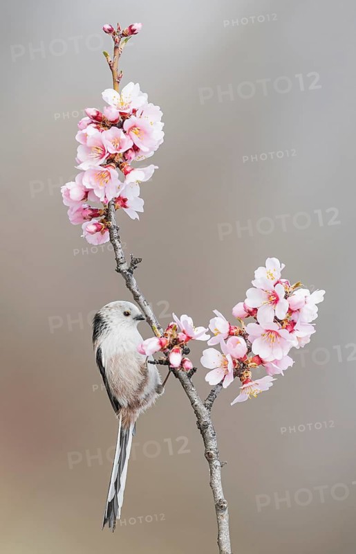 Long-tailed Tit (Aegithalos caudatus) perched in flowering almond tree, Aosta Valley, Italy