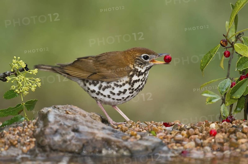 Wood Thrush (Hylocichla mustelina) feeding on red berries, perched on the ground, Texas, USA