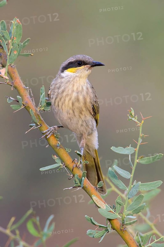 Singing Honeyeater (Gavicalis virescens), New South Wales, Australia