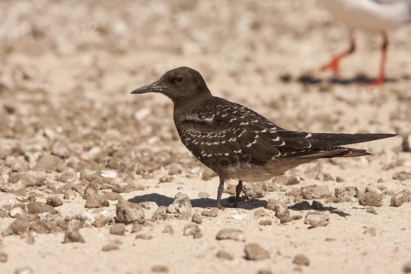 Sooty Tern (Onychoprion fuscatus), Queensland, Australia