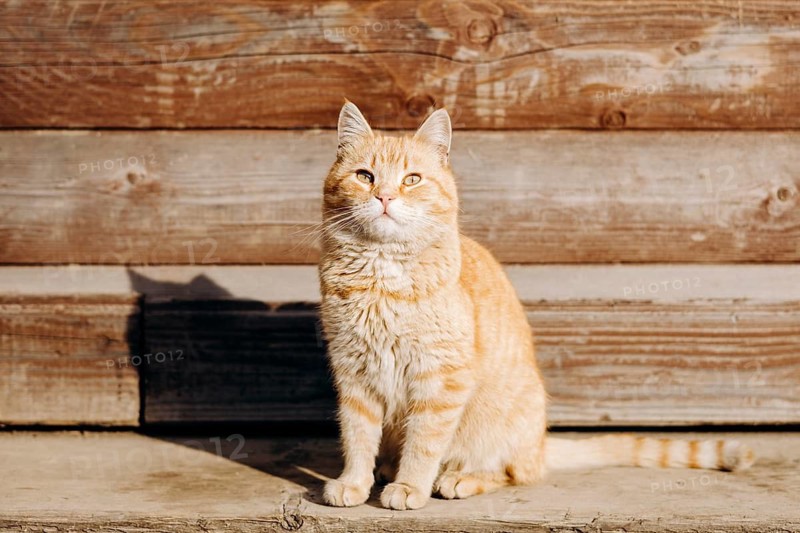 A domestic orange tabby cat sits outside a wooden house, basking in the warm sunlight. Its fur glistens as it gazes into the distance, embodying serene contentment