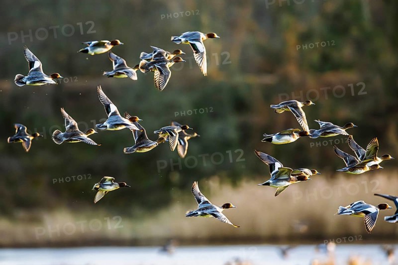 Eurasian Wigeon, Mareca penelope, birds in flight over marshes in Devon, England, United Kingdom