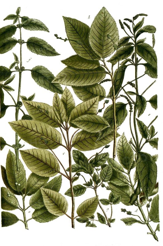 Botany, plants, Bingel herb, Mercularis, a. montana, b. spicata, c. sylvatica, d. spicata angustifolia, e. spicata foemina, f. testiculata, G. cynocrambe maculata
