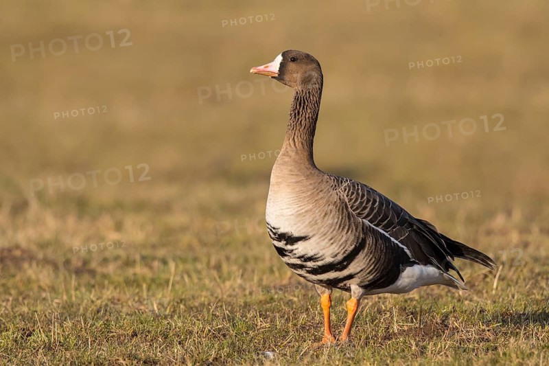 Greater White-fronted Goose (Anser albifrons), North Rhine-Westphalia, Germany