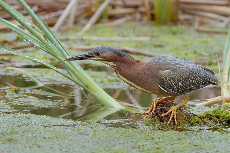 Green Heron (Butorides virescens), Yolo County California