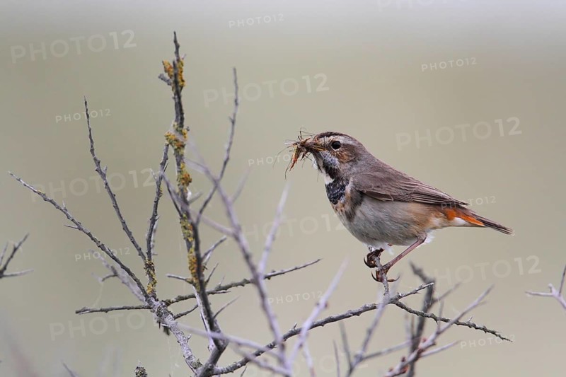 Bluethroat (Luscinia svecica cyanecula) female with food in its beak, Texel, Netherlands