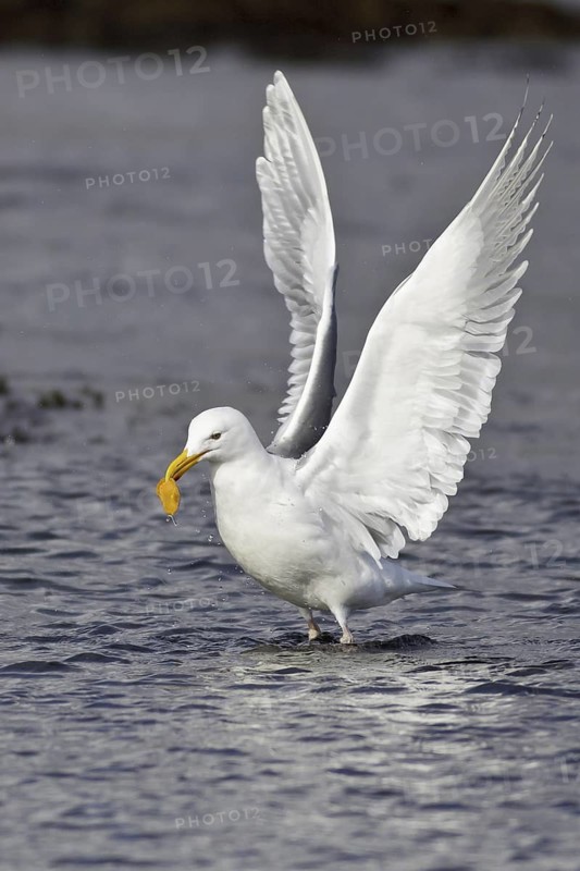 Glaucous-winged Gull (Larus glaucescens)