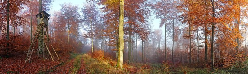 Autumnal beech forest in the morning with hunting hide, Solms, Lahn-Dill district, Hesse, Germany Lahn-Dill district, Hesse, Federal Republic of Germany