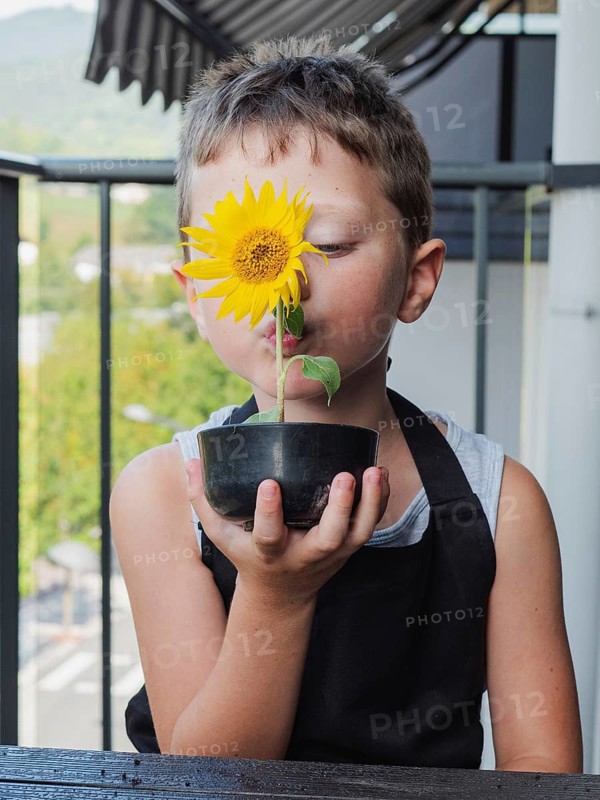 Young Caucasian boy is holding a potted sunflower plant up to his nose on a balcony, enjoying its scent and appearance. His expression suggests curiosity and joy in a natural environment