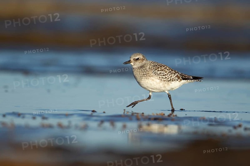 Grey plover (Pluvialis squatarola) adult wading bird in winter plumage walking on a shoreline of a beach, Norfolk, England, United Kingdom