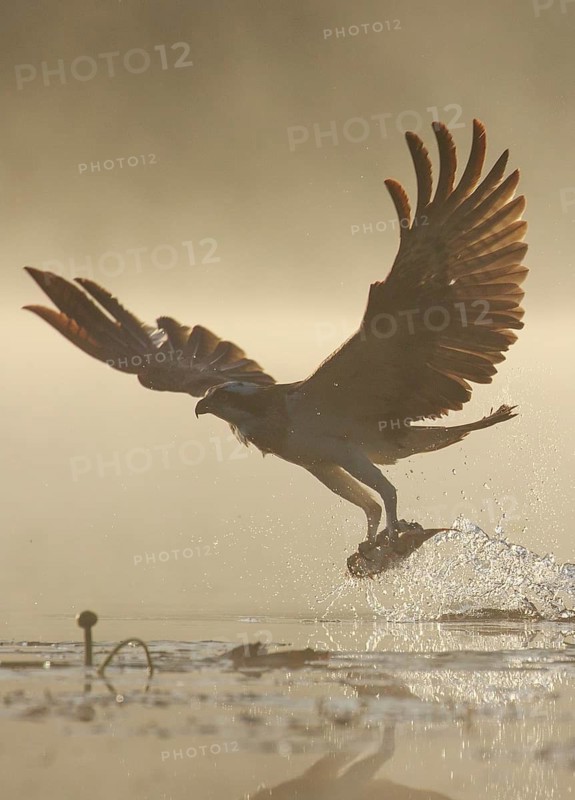 Western Osprey (Pandion haliaetus) hunting, with fish prey in its claws, Poland
