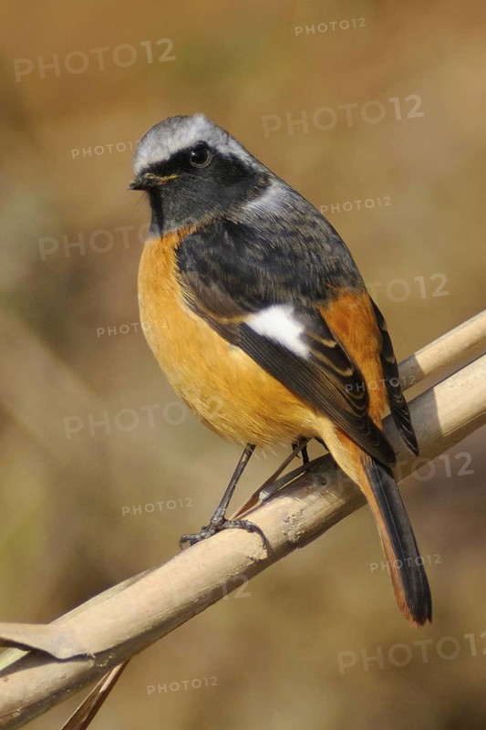 Daurian Redstart (Phoenicurus auroreus) male, Poyang Lake, China