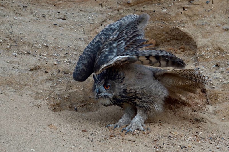 Eurasian Eagle-Owl (Bubo bubo) juvenile, North Rhine-Westphalia, Germany