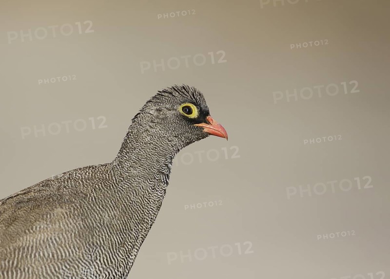 Red-billed Spurfowl (Pternistis adspersus), Chobe, Botswana