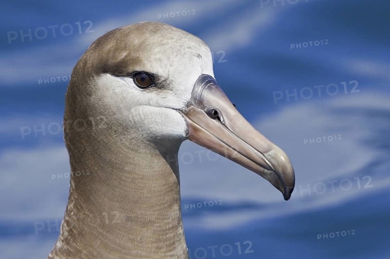 Black-footed Albatross (Phoebastria nigripes), Washington, USA