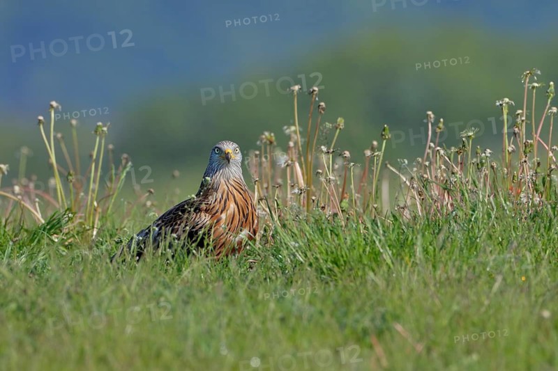 Rotmilan, lat. Milvus milvus, Altvogel steht in einer Wiese
