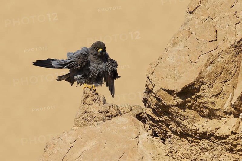 Sooty Falcon (Falco concolor), Eilat, Israel