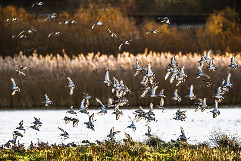 Black-tailed Godwits, Limosa limosa, birds in flight over marshes