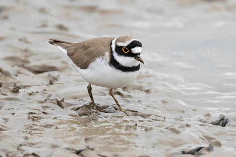 Little ringed plover (Charadrius dubius) adult wading bird on a mudflat, England, United Kingdom