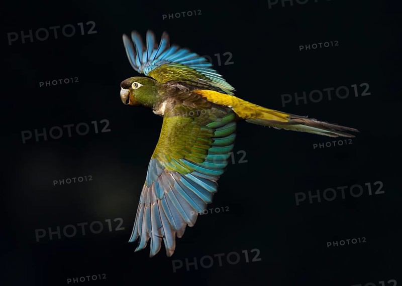 Burrowing Parrot (Cyanoliseus patagonus) flying, Maule, Chile