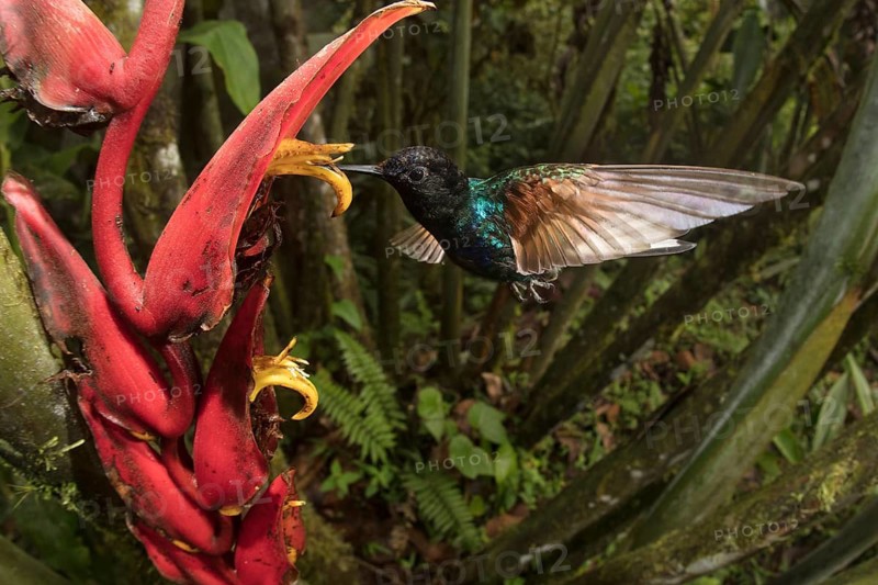 Velvet Purple Coronet at Heliconia flowers. Image taken remotely with a fisheye lens. Mashpi Lodge, Ecuador