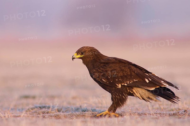Greater Spotted Eagle (Clanga clanga) juvenile, Subotica, Serbia