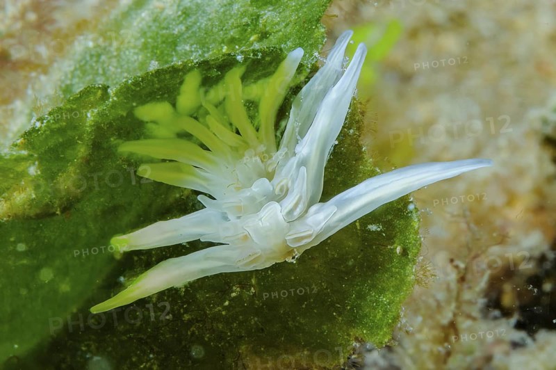Underwater photo close-up of alabaster nudibranch (Dirona albolineata) white-line nudibranch, Pacific Ocean, Philippine Sea, Bohol, Philippines