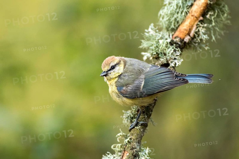 Eurasian Blue Tit (Cyanistes caeruleus) juvenile perched on a branch, Andalusia, Spain