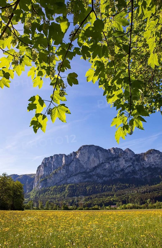 Maple tree and spring flower meadow with dragon wall, Mondseeland, Salzkammergut, Upper Austria, Austria