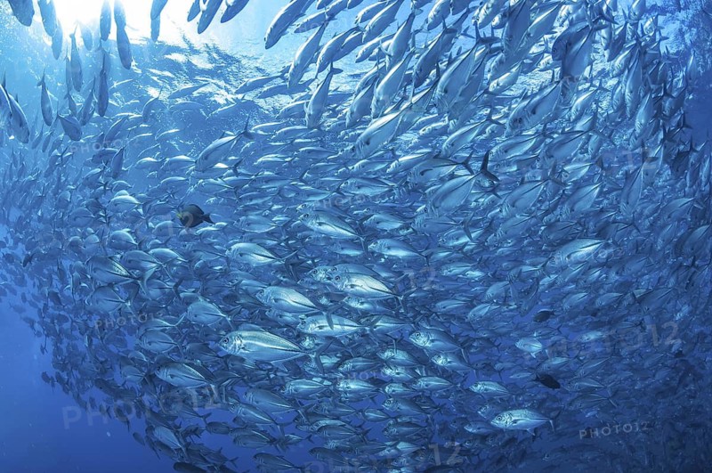 Underwater photo Large school of bigeye jack mackerel (Caranx sexfasciatus) Bigeye jack mackerel swimming Mackerel swimming in open blue sea, Indian Ocean, Indo-Pacific, Tulamben, Bali, Indonesia
