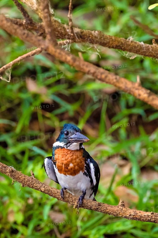 Amazon kingfisher (Chloroceryle amazona), perching station, Costa Rica, Central America
