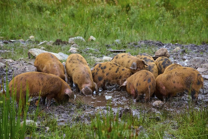 Piglets playing in the muddy area of a rural meadow, pig breed, Oxford Sandy and Black, Scotland, United Kingdom, Great Britain