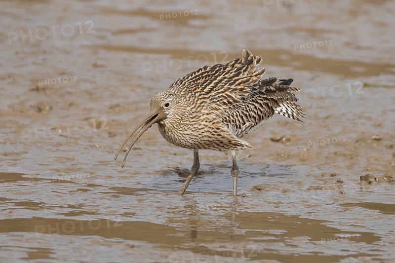 Eurasian curlew (Numenius arquata) adult wading bird calling on a mudflat, Norfolk, England, United Kingdom
