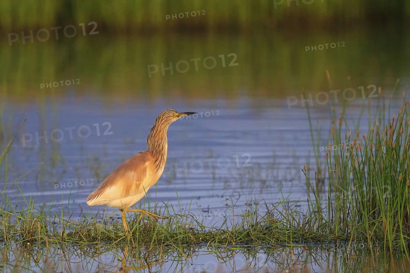 Squacco Heron (Ardeola ralloides) foraging, Greece