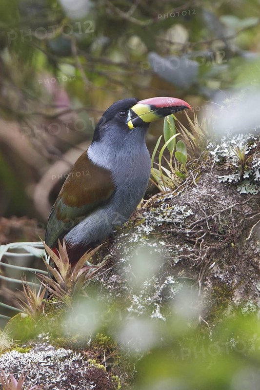 Gray-breasted Mountain-Toucan (Andigena hypoglauca) perched on a branch in Ecuador, South America