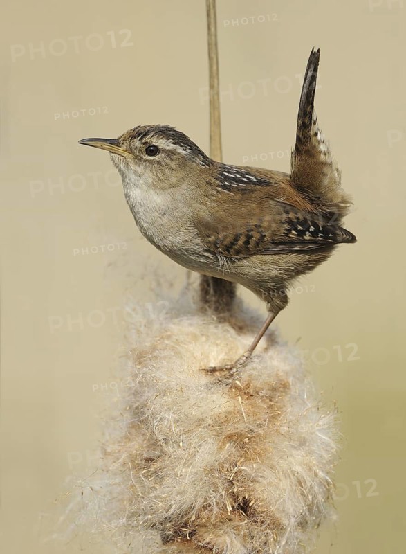 Marsh Wren (Cistothorus palustris), British Columbia, Canada
