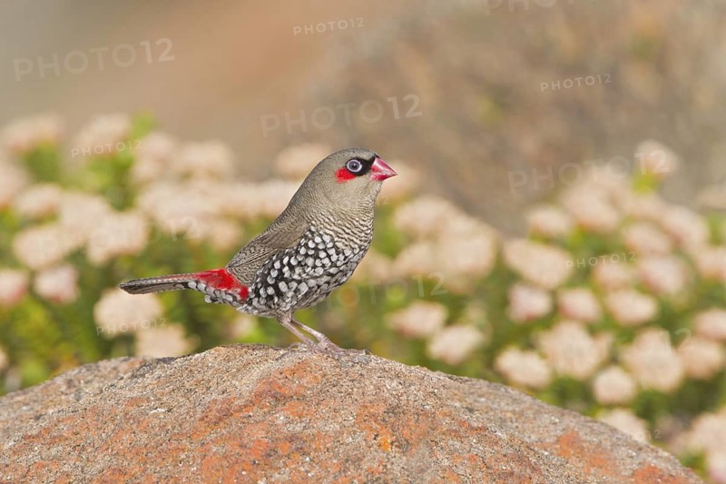 Red-eared Firetail (Stagonopleura oculata), Western Australia, Australia