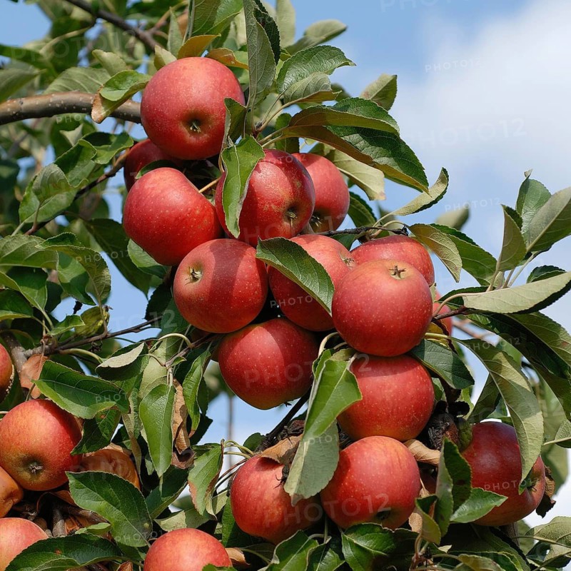 Apple, Apple (Malus domestica 'Elstar'), Germany