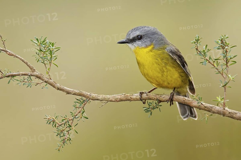 Eastern Yellow Robin (Eopsaltria australis), Victoria, Australia