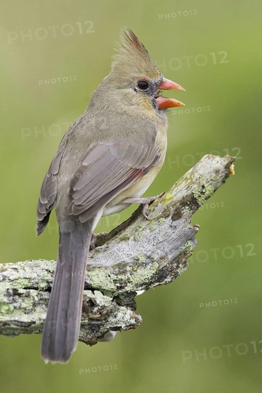 Northern Cardinal (Cardinalis cardinalis), Texas, USA