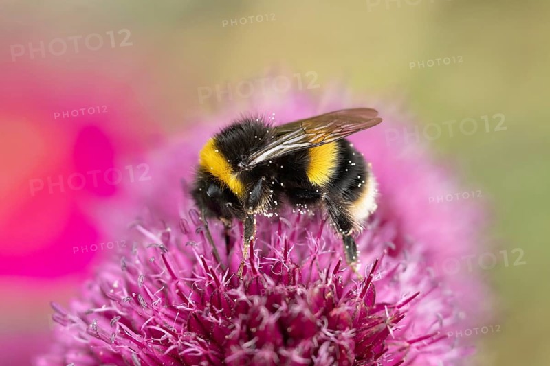Buff tailed bumblebee (Bombus terrestris) adult bee insect feeding on a garden Allium flower in summer, Suffolk, England, United Kingdom